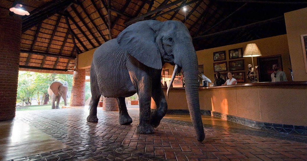 South Luangwa National Park, Eastern Province (Mfuwe), Zambia